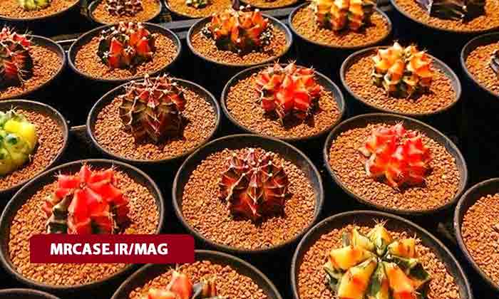 روش ها و شرایط نگهداری کاکتوس چانه ای