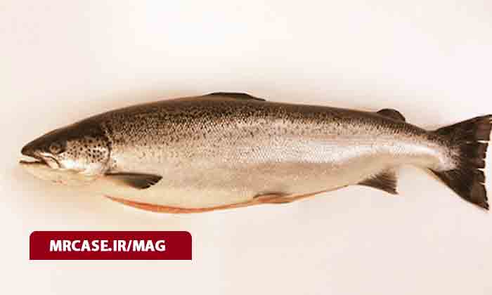 خواص بینظیر ماهی