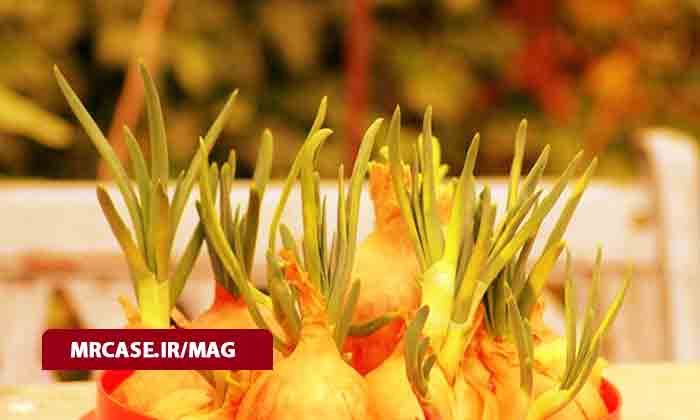 راه های جلوگیری از جوانه زدن سیر و پیاز