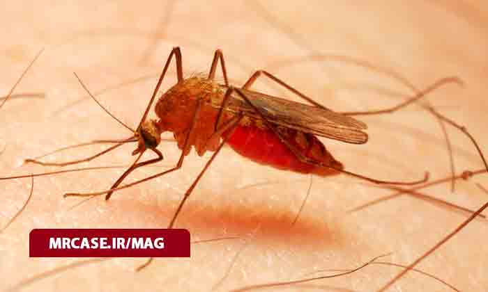 همه چیز درباره بیماری مالاریا یا پالیدیسم