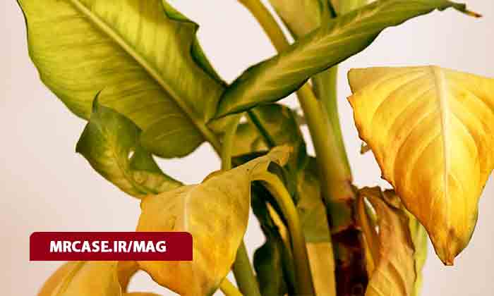 دلیل زرد شدن برگ گل های آپارتمانی