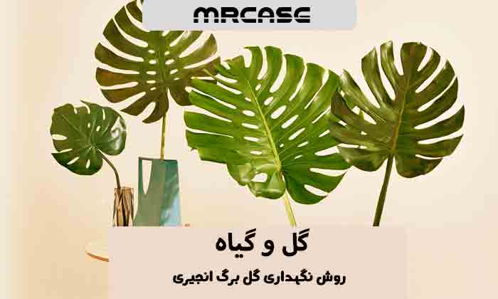 روش نگهداری گل برگ انجیری (مانسترا)